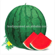 W11 Mihong médio maturidade rodada sem sementes sementes de melancia, variedade nacional aprovado, recomendo